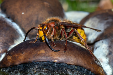 close-up view of beautiful European hornet animal in wildlife, selective focus