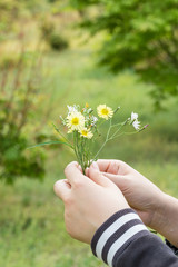 Spring outdoor, girl's hand holding yellow small chrysanthemum，Ixeridium dentatum (Thunb.) Tzvel.