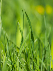 Tussilago farfara, commonly known as coltsfoot. Macro shot of blooming beautiful primroses. Background for spring concept. Fresh green grass summer.