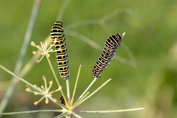 close-up view of Caterpillars of Papilio Machaon, swallowtail caterpillars in wildlife
