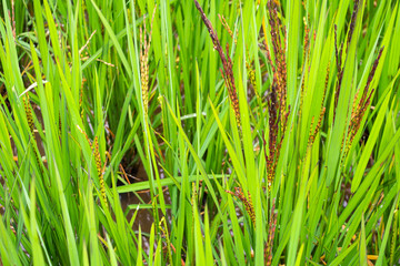 riceberry plant in green organic rice paddy field