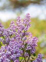 Blooming lilac purple flowers, selective focus. Branch of lilac in the sun light. Blossom in Spring. Spring concept background.
