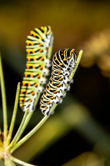 close-up view of Caterpillars of Papilio Machaon, swallowtail caterpillars in wildlife