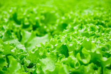 Closeup Fresh organic green leaves lettuce salad plant in hydroponics vegetables farm system