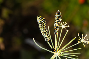 close-up view of Caterpillars of Papilio Machaon, swallowtail caterpillars in wildlife