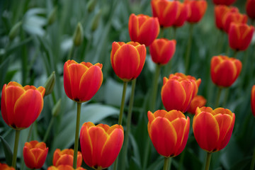 Many bright red tulips in the Park on a Sunny day