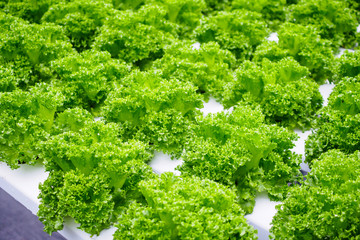 Plakat Fresh organic green leaves lettuce salad plant in hydroponics vegetables farm system