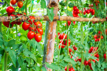Fresh ripe red tomatoes plant growth in organic greenhouse garden ready to harvest