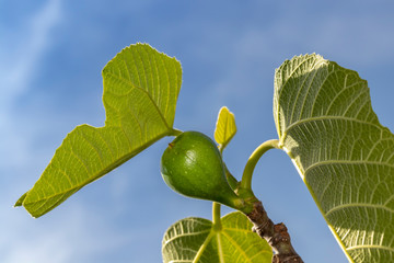 Obraz premium Junge Feige am Zweig