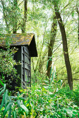 Fototapeta na wymiar wooden house in National Park Biesbosch, Merwelanden, Dordrecht, The Netherlands