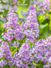 Blooming lilac purple flowers, selective focus. Branch of lilac in the sun light. Blossom in Spring. Spring concept background.