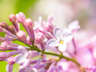 Fototapeta na wymiar Blooming lilac purple flowers, selective focus. Branch of lilac in the sun light. Blossom in Spring. Spring concept background.