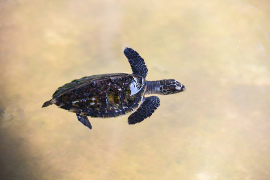 Hawksbill Turtle Little Baby 2-3 Months Old - Sea Turtle Swimming On Water Pond On The Farm