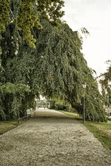Walkway under an old big tree. Schwerin, Germany