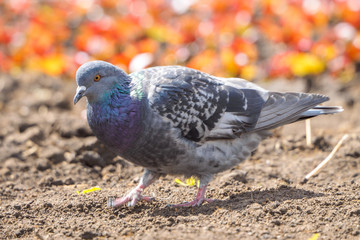 macro shooting of birds. dove close up.
