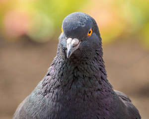 macro shooting of birds. dove close up.