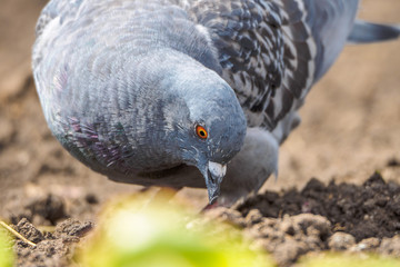 macro shooting of birds. dove close up.