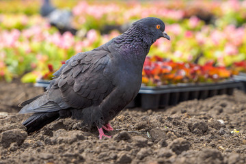 macro shooting of birds. dove close up.