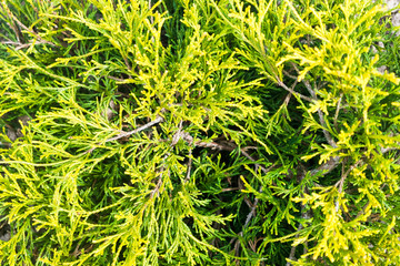 Green grass background