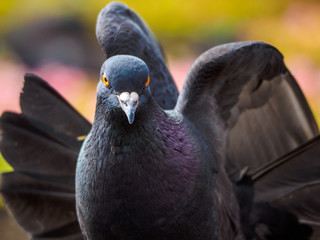 Fototapeta premium macro shooting of birds. dove close up.