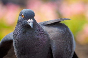macro shooting of birds. dove close up.