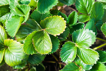 Strawberry leaves, close up