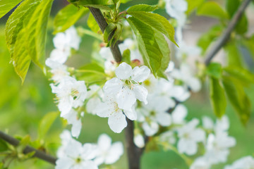 Branch of apple tree with white flowers