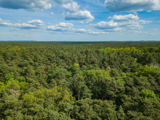 green forest Aerial