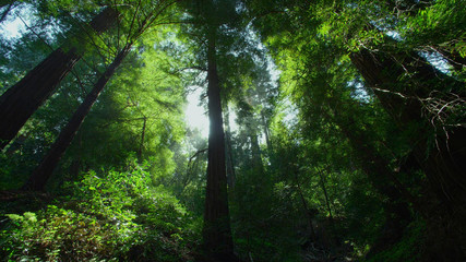 Fototapeta premium Forest