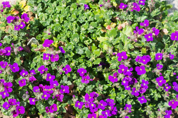 Fototapeta premium Purple flowers in the garden
