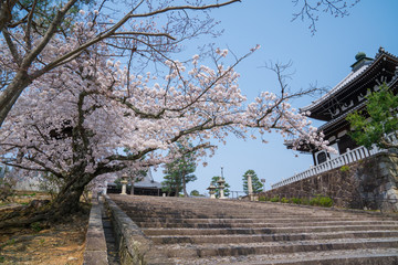 Fototapeta na wymiar 京都　金戒光明寺の桜　
