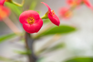 Euphorbia flowers close up. Closeup of a homemade red flower on a blurred background with copy space.