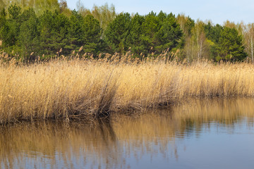 Beautiful landscape with a pond and sun-drenched forest, grass