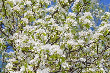 Twigs of a blooming wild apple tree in spring on a sunny day against a blue sky