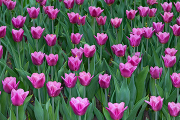 Fototapeta premium Lawn of colorful tulips in the spring Park