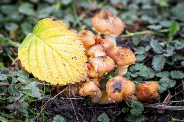 Yellow autumn leaf on mushrooms in the woods_