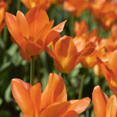 Beautiful with purple lawn orange tulips on light background. Sunny summer day. Bright floral background.