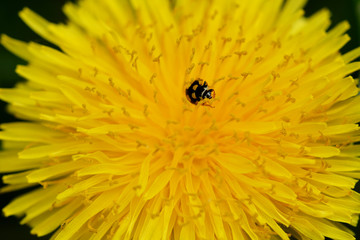 ladybird on a flower in the garden