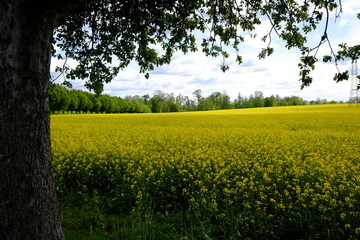 canola fields