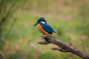 Common Kingfisher Male (Alcedo Atthis, Eurasian Kingfisher, River Kingfisher) Bird sitting on a branch calling out by a rural wetland pond in the British summer sunshine