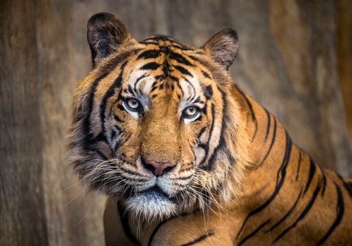 The face of Indochina tiger.
