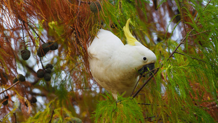 Cockatoo Eating