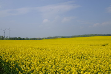 Obraz premium canola fields