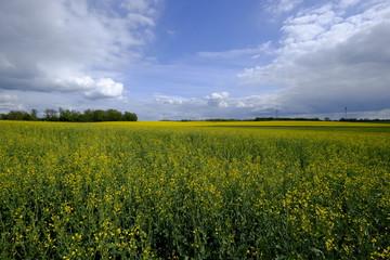 Fototapeta premium canola fields