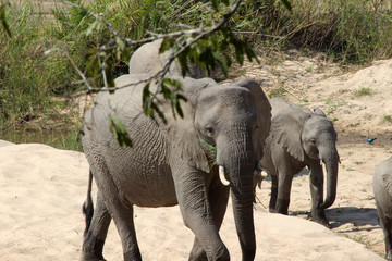A large herd of Elephants making their way across the sand river in South Africa