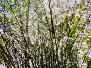 Full Frame Background of Group of Bamboo Trees