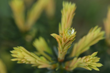 water drop on the plant in the garden
