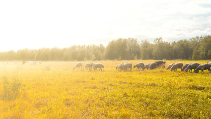 The flock of sheep and cows pasturing on green and yellow  grass in a sunny day