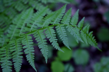  fern