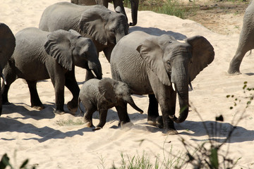 A large herd of Elephants making their way across the sand river in South Africa